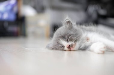 Gri ve beyaz kürklü sevimli kedi yavrusu yerde uyuyor