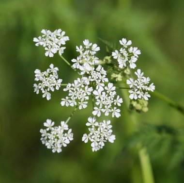 Önümüzdeki küçük beyaz çiçek
