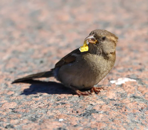 Passero Con Cibo Nel Becco — Foto Stock