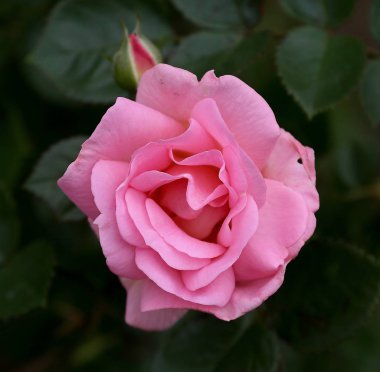 Süs bitki pembe gül