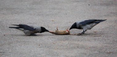 İki gagalama sıçan karga