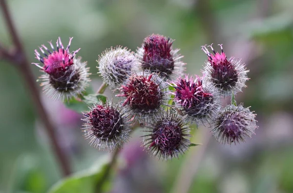 Εργοστάσιο Burdock Ζιζανίων — Φωτογραφία Αρχείου