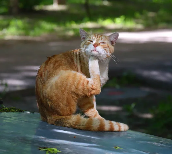 Chat Rouge Assis Sur Capot Une Voiture Appuyant Tête Avec — Photo