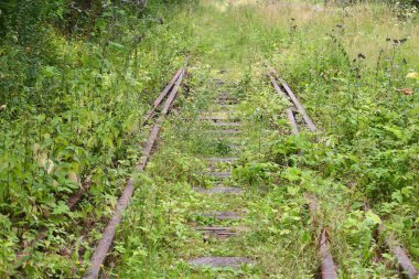 Kalın yeşil çimlerle kaplanmış eski demiryolu