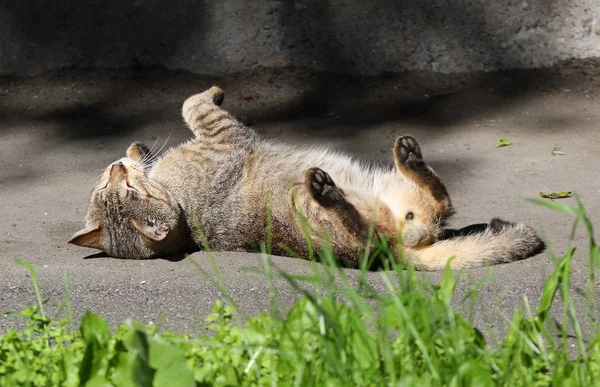 Sokak Kedi Güneşte Tadını Çıkarma — Stok fotoğraf