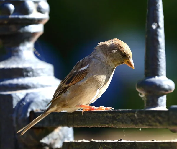 Cidade Comum Sparrow Cerca — Fotografia de Stock