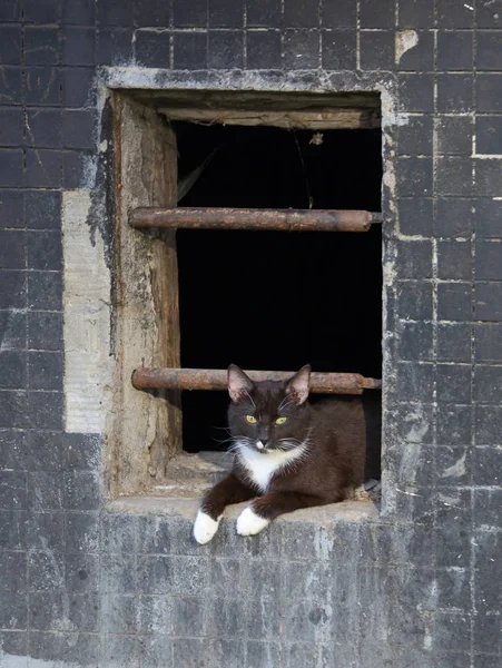 Katt Källaren Fönster — Stockfoto