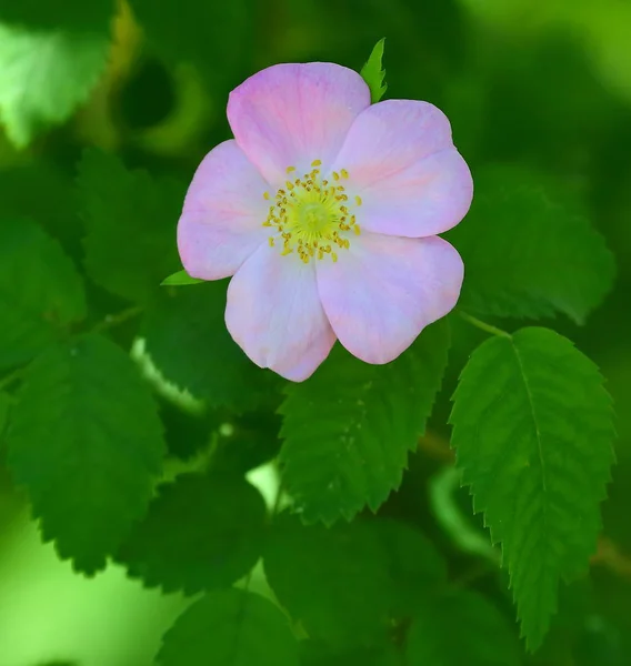 Pink Flower Wild Rose Hip — Stock Photo, Image