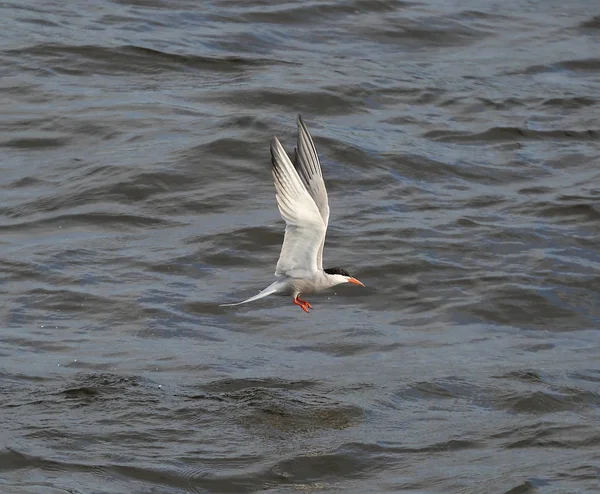 River Tern Wings Raised Water — Stock Photo, Image