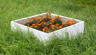 Beyaz kare beton flowerbed çim çiçekli