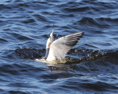 Martı dalış için av
