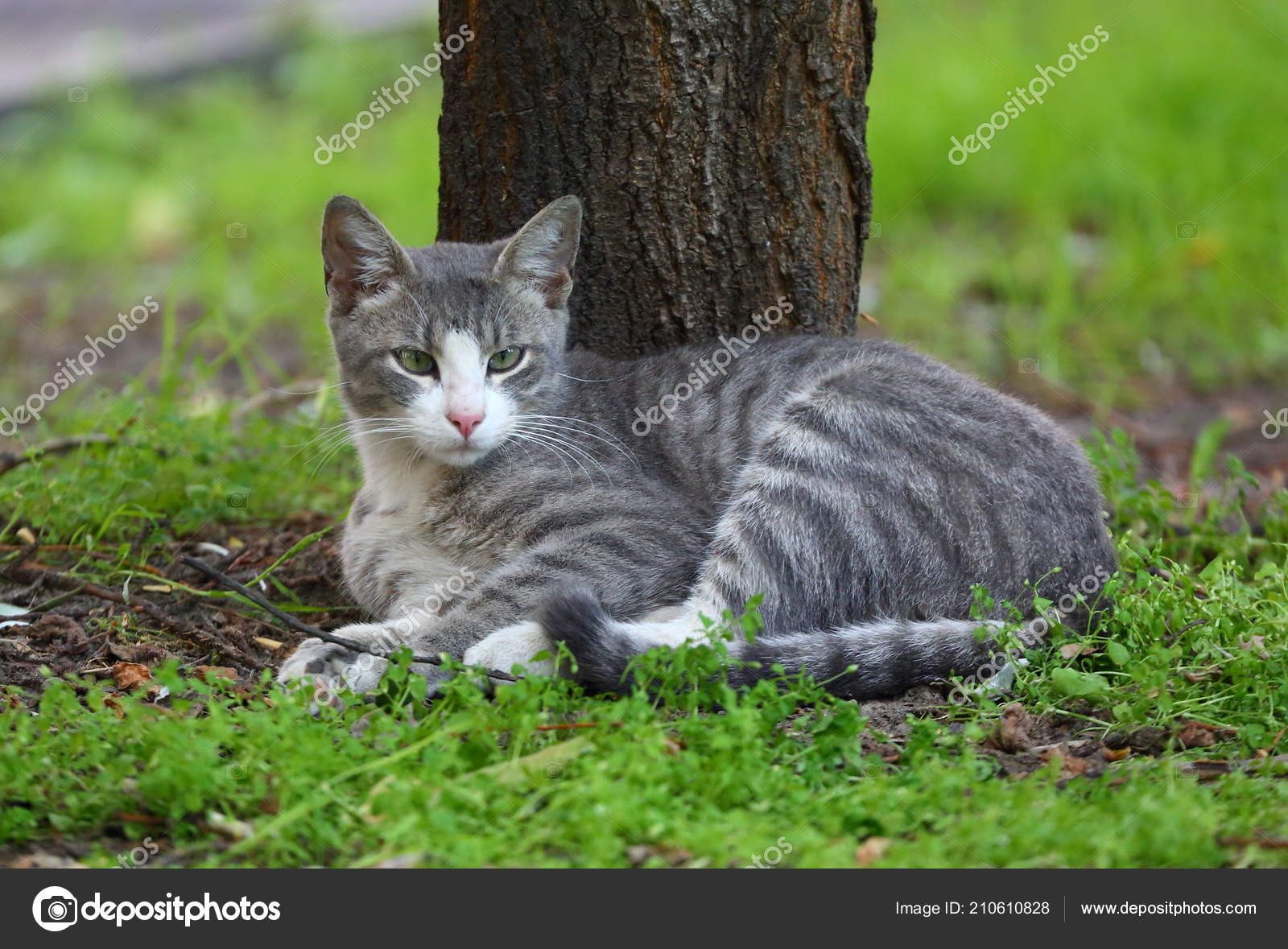 Gray White Striped Street Cat Grass 