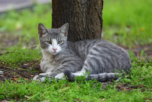 Grå Vit Randig Gatan Katt Gräset Nära Trädstammen — Stockfoto