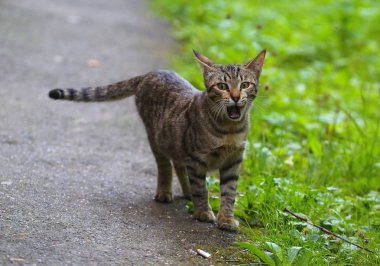 Gri çizgili sokak kedi açık ağzı ile çim kenarında olduğunu