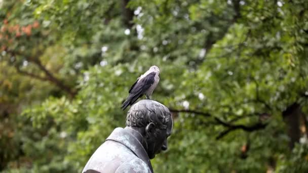 Cuervo Sentado Cabeza Del Monumento — Vídeos de Stock