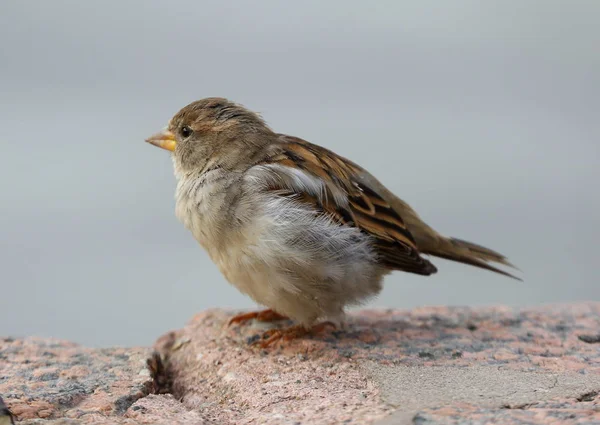 Ville Ordinaire Sparrow — Photo