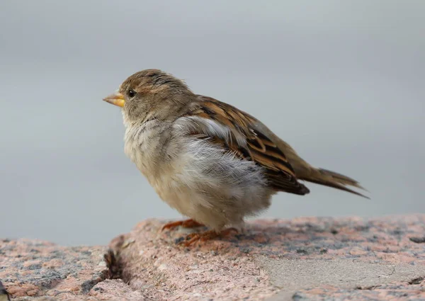 Ordinary City Sparrow — Stock Photo, Image