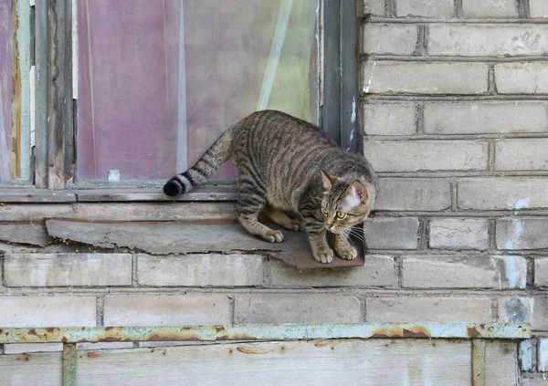 Tjocka Randig Katt Fönsterblecket Rostig — Stockfoto