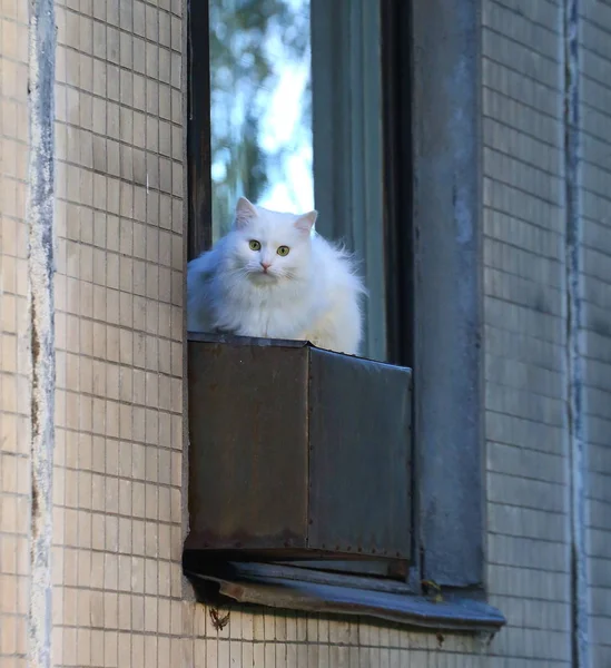 White fluffy house cat on the window of a house