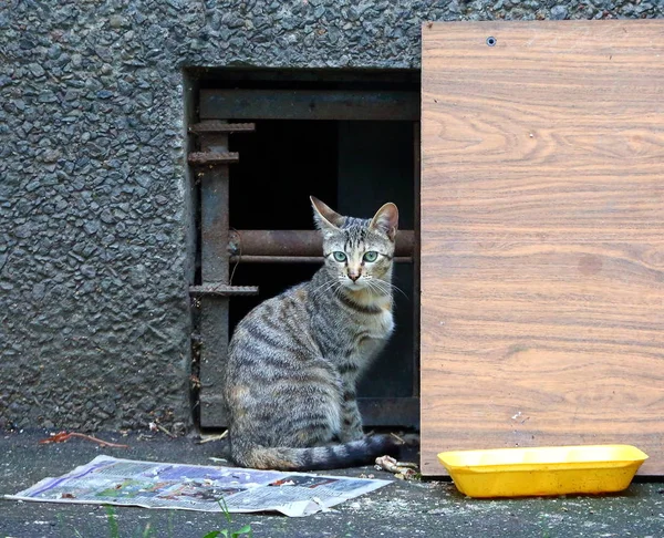 Кіт Підвальному Вікні — стокове фото