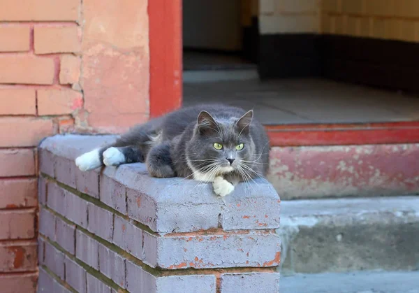 入口のポーチの上に横たわる厚い灰色の怒っている猫 — ストック写真