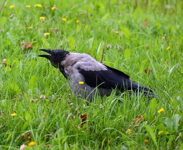 Yeşil Çimen Şehir Crow — Stok fotoğraf