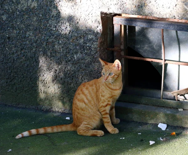 Czerwony Kot Piwnicy Okna — Zdjęcie stockowe