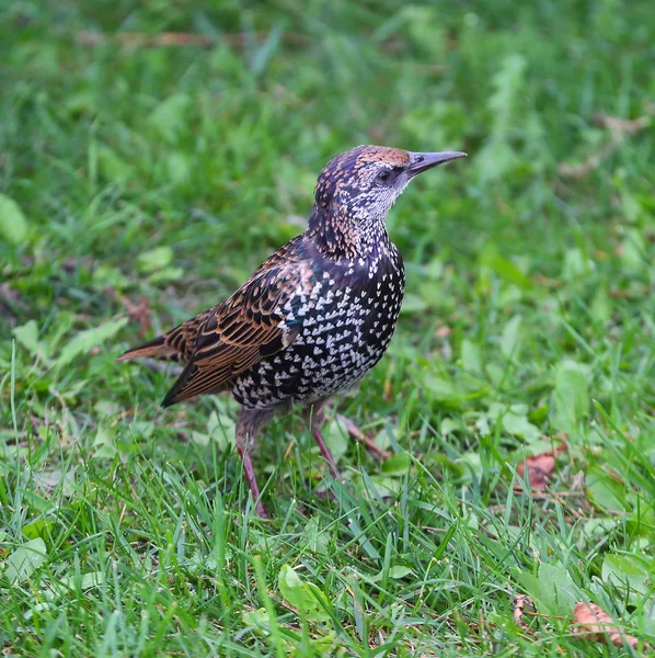 Şehir Starling Çim — Stok fotoğraf