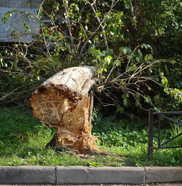 Розбитий Біля Кореня Впав Старий Будинок Дерево — стокове фото