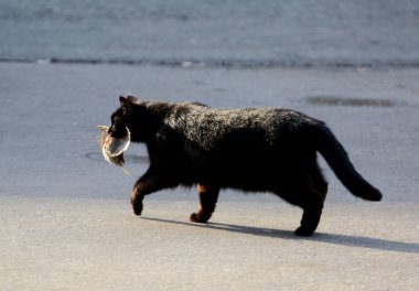 Dişlerini yakalanmış bir serçe ile kara kedi asfalt üzerinde olduğunu