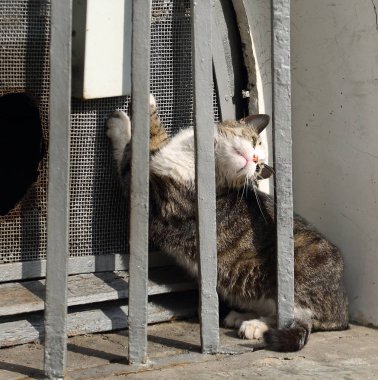 zemin kat penceresinden kedi