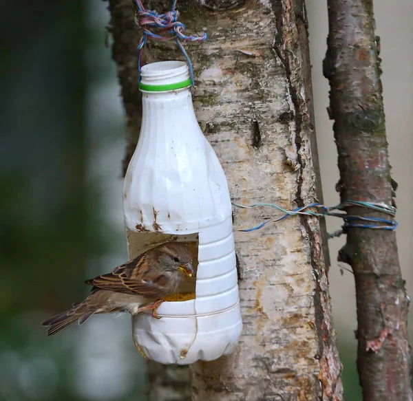Urban Sparrow on a tree-tied feeder made of white plastic bottle