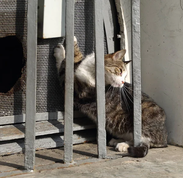 Kot Piwnicy Okna — Zdjęcie stockowe