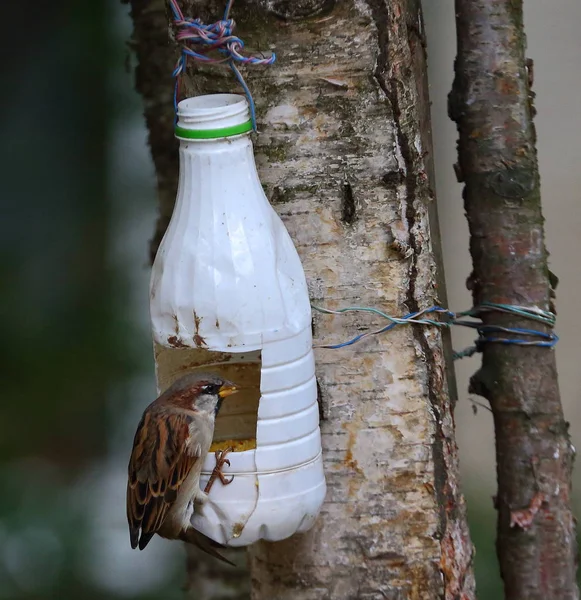 Urban Sparrow on a tree-tied feeder made of white plastic bottle