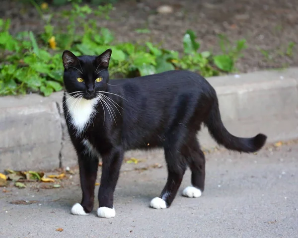 Gatan Svartvit Katt Asfalten Trottoaren — Stockfoto