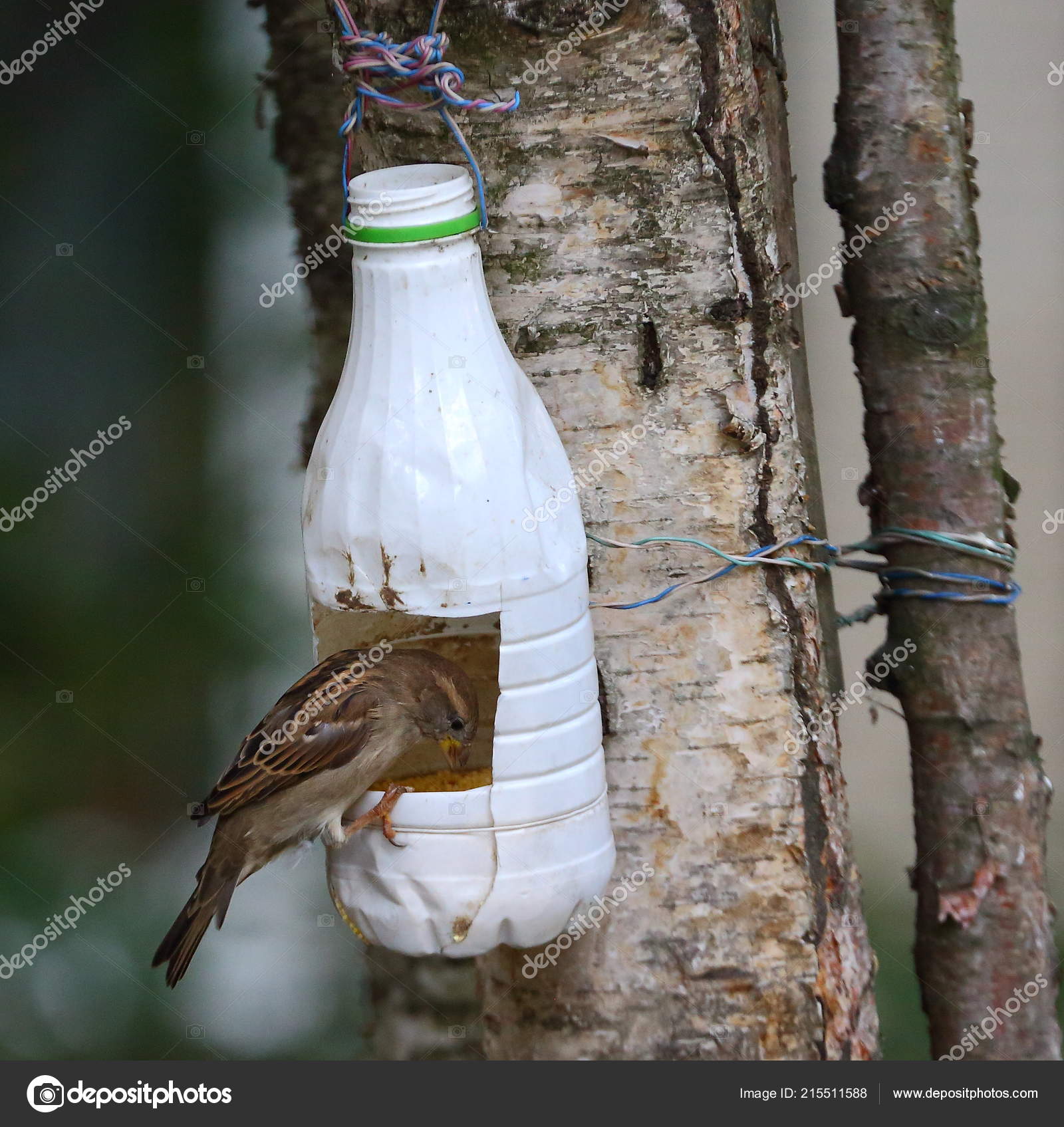 Urban Sparrow Tree Tied Feeder Made White Plastic Bottle Stock