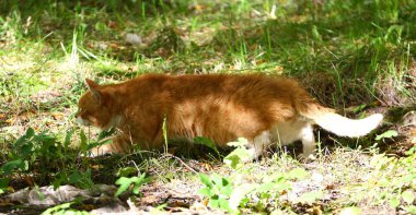 Kırmızı kedi otların arasına gizlice