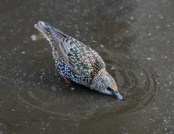 Starling drinking water from a puddle on the asphalt