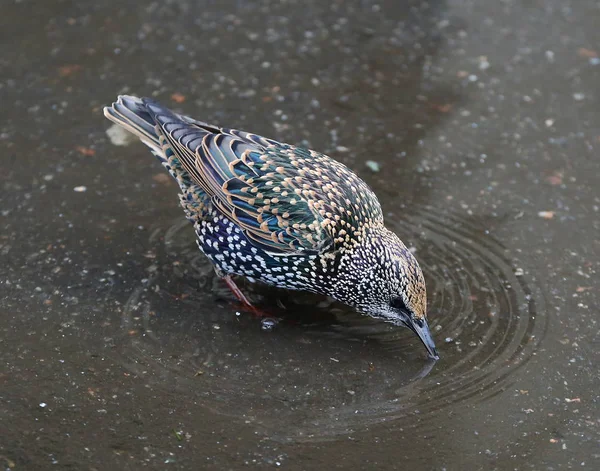 Starling drinking water from a puddle on the asphalt