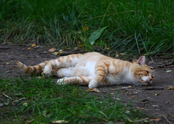 ホワイト レッド ストライプ草むら土製パスで横になっているストリートの猫 — ストック写真