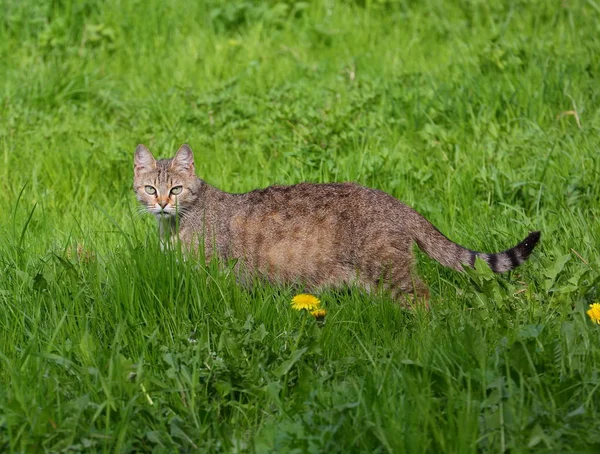 Grey Street Cat Promenader Grönt Gräs — Stockfoto