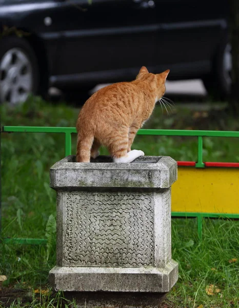 Οδός Κόκκινο Γάτα Κάθεται Ένα Γκρίζο Σκυρόδεμα Urn — Φωτογραφία Αρχείου