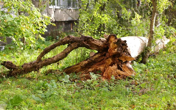 Розбитий Біля Кореня Впав Старий Будинок Дерево — стокове фото