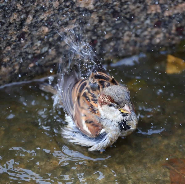 Urban Sparrow Bathing Puddle Stone Slabs — Stock Photo, Image