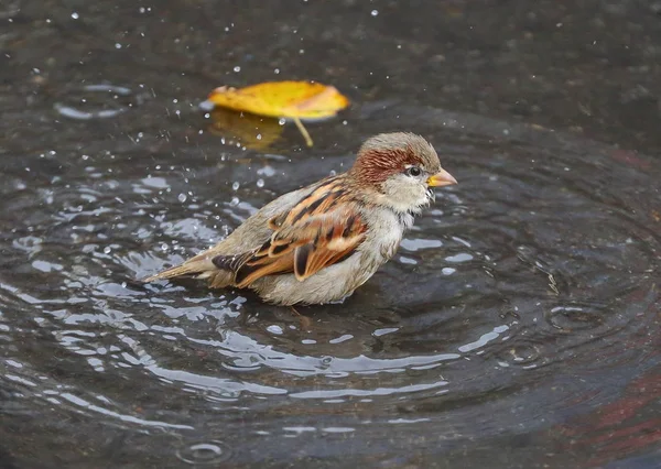 Passero Urbano Che Bagna Una Pozzanghera Sulle Lastre Pietra — Foto Stock