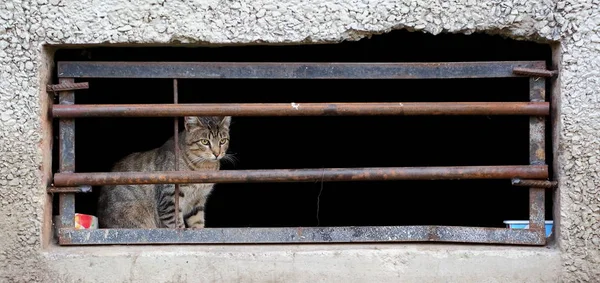 Chat Dans Fenêtre Sous Sol — Photo