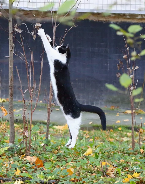 Svart Och Vitt Gatan Katt Ett Hopp — Stockfoto