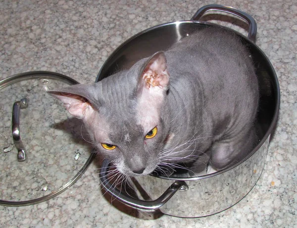 Сірий Кіт Сидить Каструлі — стокове фото