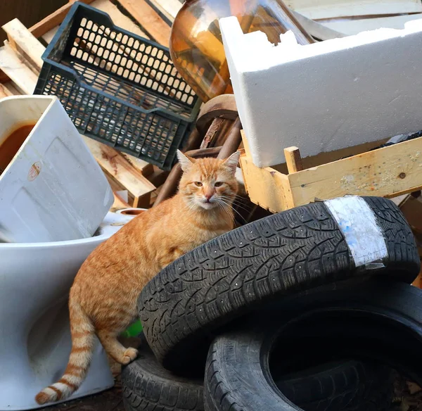 Rudy Kot Ulicy Stertę Śmieci Domowych — Zdjęcie stockowe
