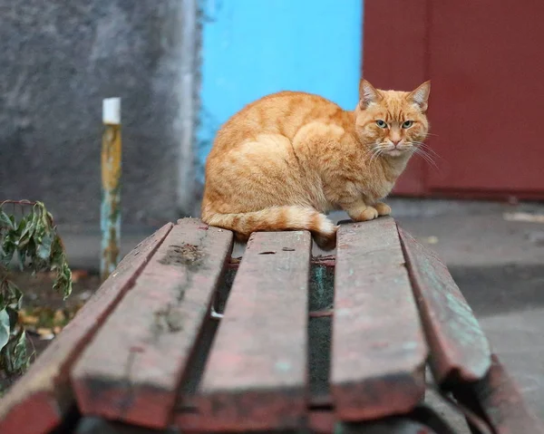 벤치에 빨간색 고양이 — 스톡 사진
